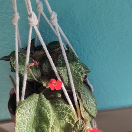 Photo of the plant species Sunset Bells by @BonusCatgrass18 named Bruce Lee on Greg, the plant care app