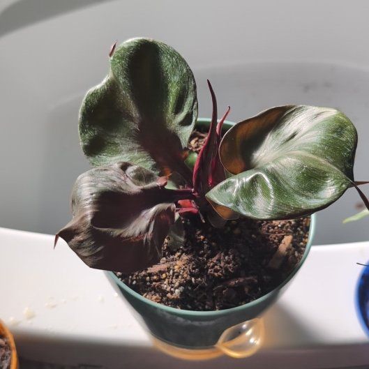Photo of the plant species Red Heart Philodendron by @BonusCatgrass18 named Girlfrond on Greg, the plant care app