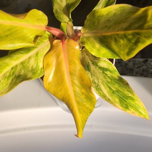 Photo of the plant species Orange Marmalade Philodendron by @BonusCatgrass18 named Taylor Swift on Greg, the plant care app