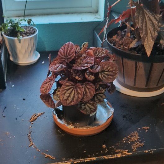 Photo of the plant species Red Ripple Peperomia by @BonusCatgrass18 named Elle on Greg, the plant care app