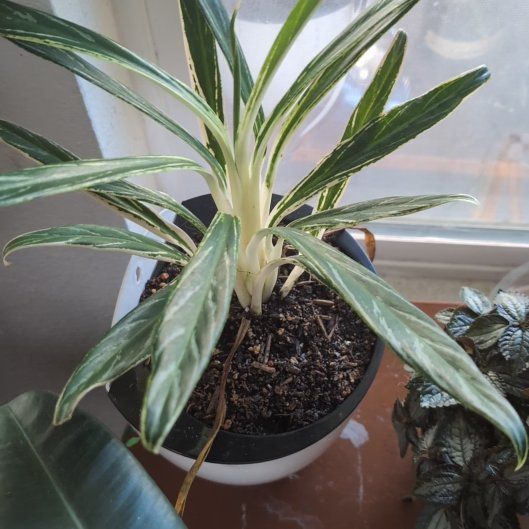 Photo of the plant species Chinese Evergreen Bai Kaw by @BonusCatgrass18 named Zion on Greg, the plant care app
