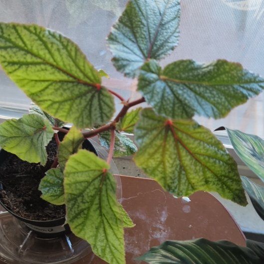 Photo of the plant species Belleconia Snow Begonia by @BonusCatgrass18 named Mochi on Greg, the plant care app
