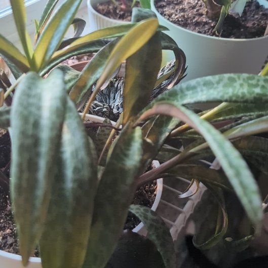 Photo of the plant species Leopard Orchid by @BonusCatgrass18 named Cleopatra on Greg, the plant care app
