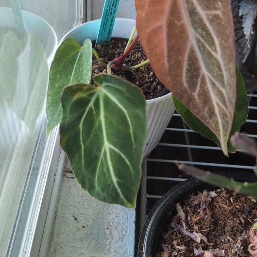 Photo of the plant species Anthurium Crystallinum 'Red' by @BonusCatgrass18 named Rihanna on Greg, the plant care app