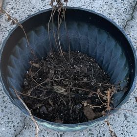 Photo of the plant species Mint by @FlawlessTievine named Figyonce on Greg, the plant care app