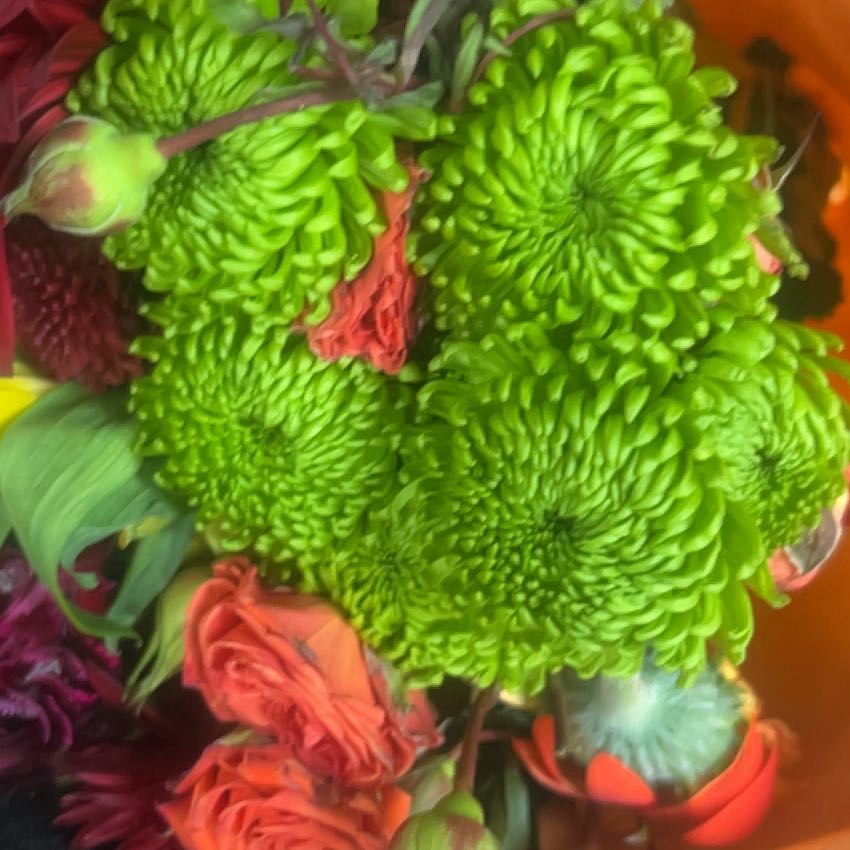Photo of the plant species Rambutan by @ExactBarley90 named da Vinci on Greg, the plant care app