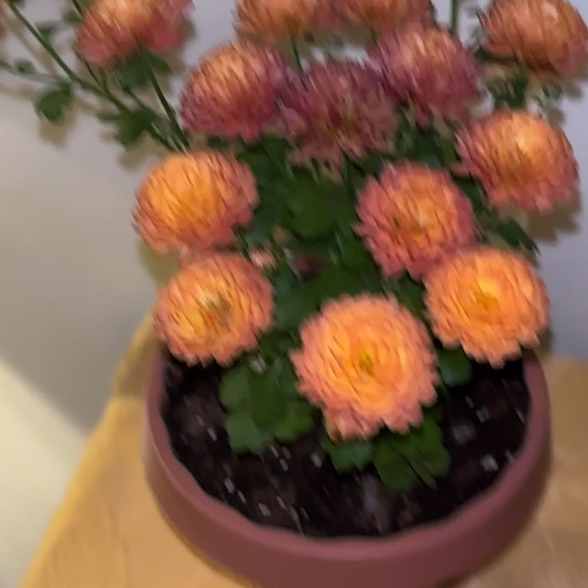 Photo of the plant species Mums by @SlickBeebalm named Remington on Greg, the plant care app