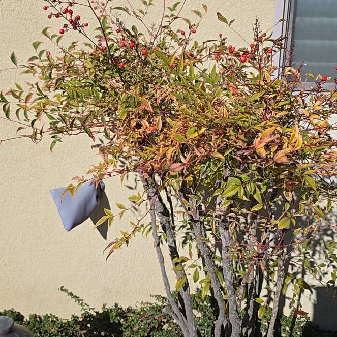 Photo of the plant species Sacred Bamboo by @BigBaibua94 named Apollo on Greg, the plant care app