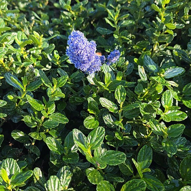 Photo of the plant species Blue Mountain Lilac by @BigBaibua94 named Sigmund on Greg, the plant care app
