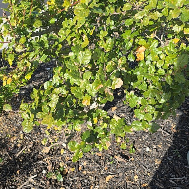 Photo of the plant species Coast Live Oak by @BigBaibua94 named Girlfrond on Greg, the plant care app
