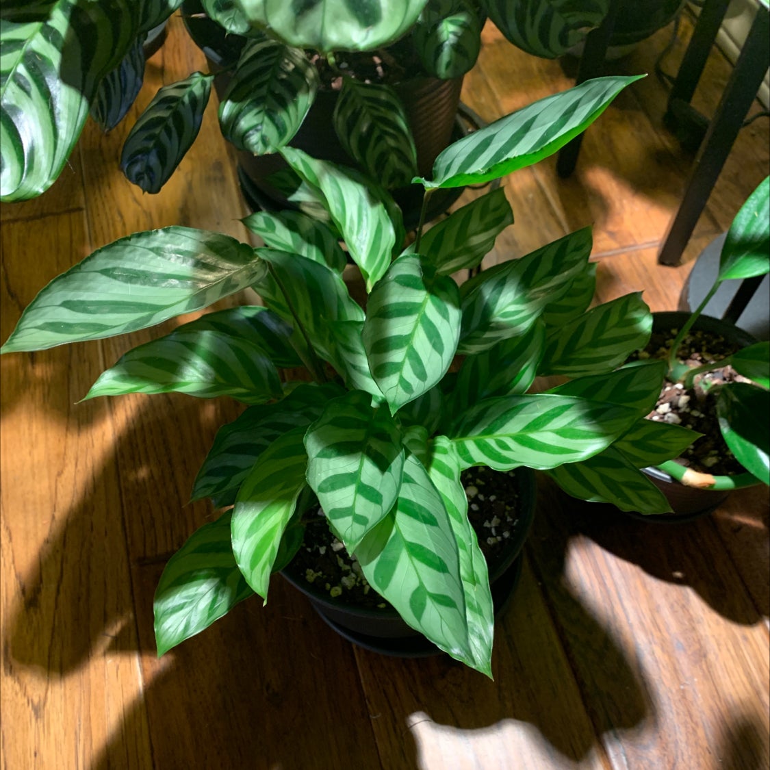 Healthy Calathea 'Freddie' plant with vibrant green patterned leaves.