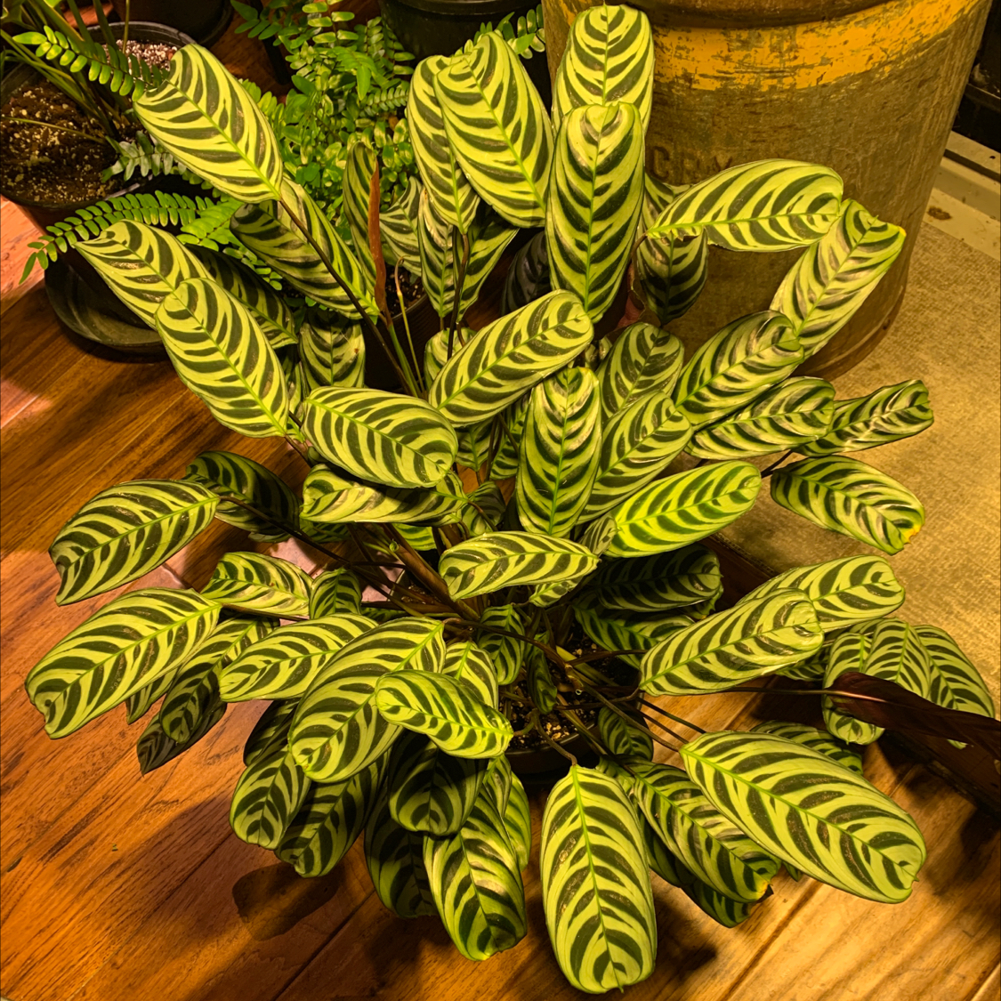 Healthy Fishbone Prayer Plant with vibrant green and yellow striped leaves in a terracotta pot.