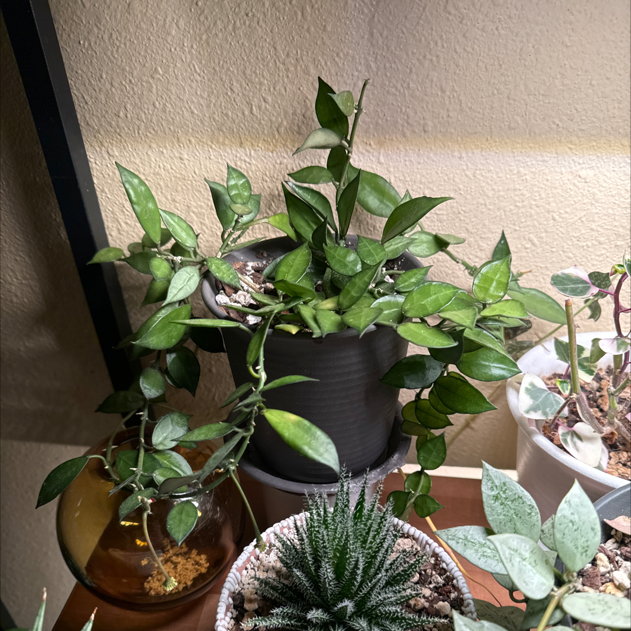 Photo of the plant species Hoya lacunosa by @JessaBurra named Cinnamon on Greg, the plant care app