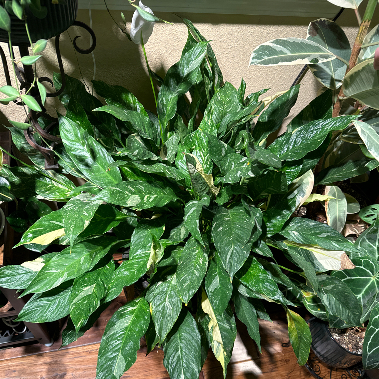 Peace Lily plant photo by @JessaBurra named Domino on Greg, the plant care app.