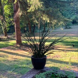 Cylindrical Snake Plant plant in Sandy, Oregon
