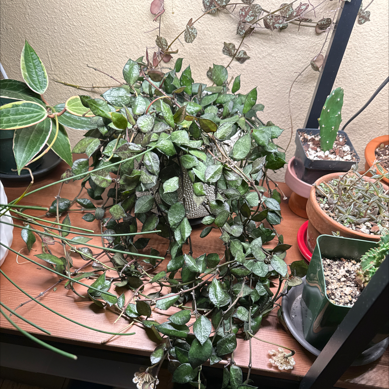 Hoya krohniana black plant with green leaves, visible soil, and multiple plants in the background.