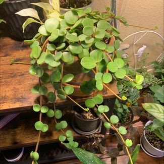 Peperomia 'Hope' plant in Sandy, Oregon
