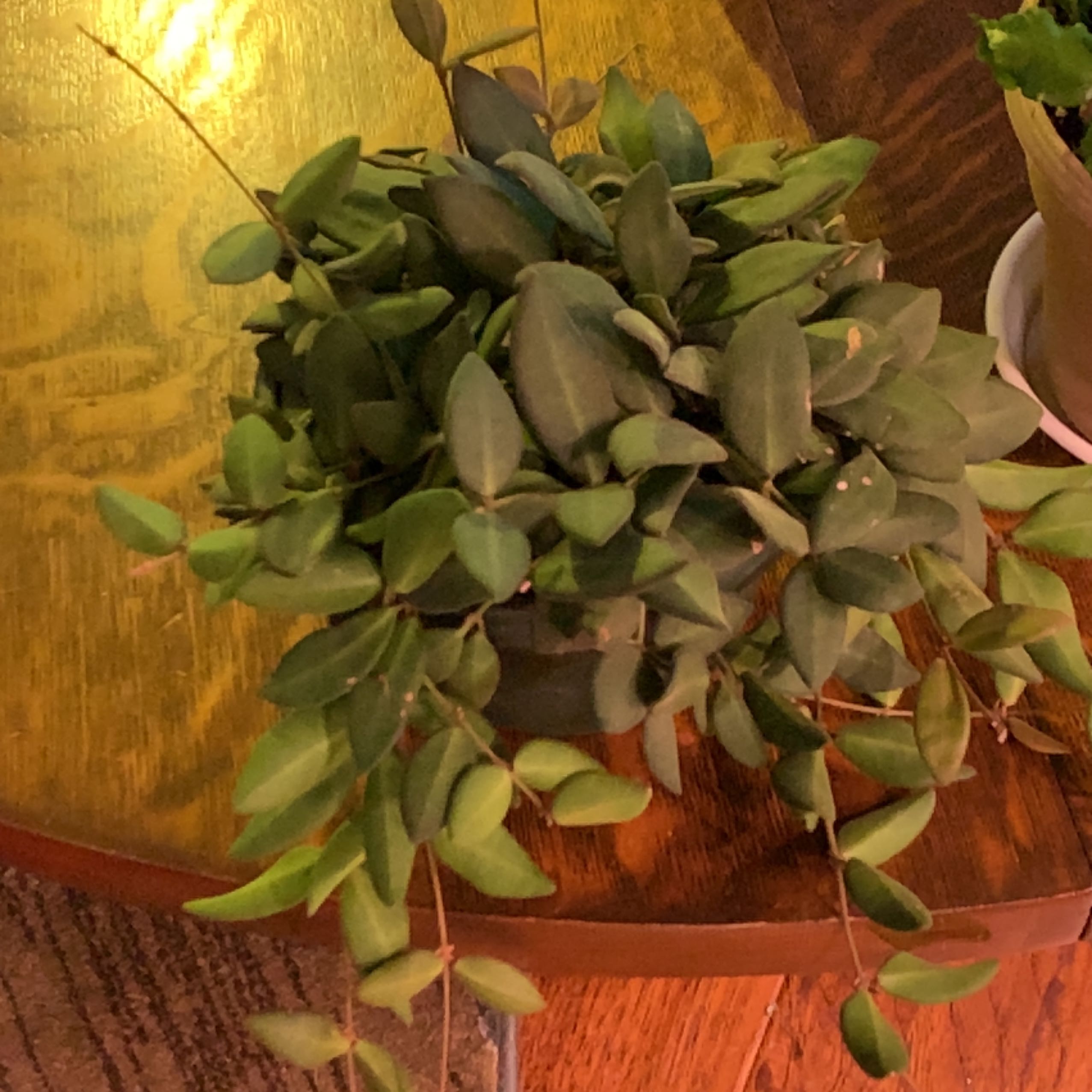Hoya bilobata plant with green leaves on a wooden surface.