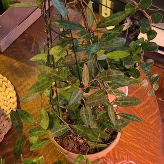 Hoya elliptica plant in Sandy, Oregon