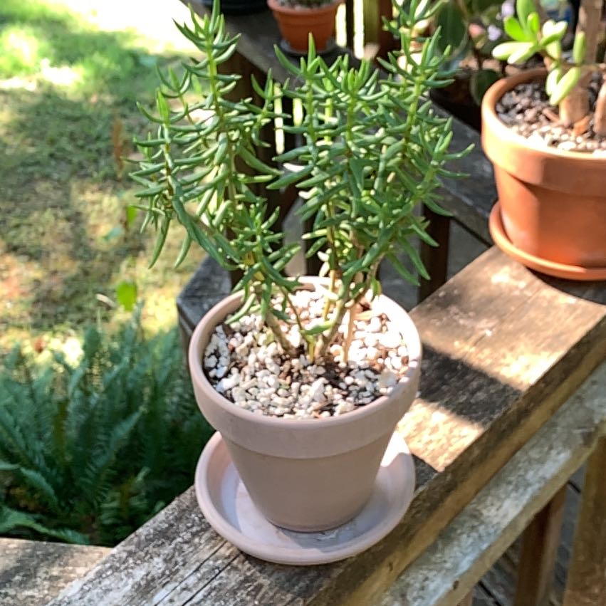 Photo of the plant species Bonsai Crassula by @JessaBurra named Navajo on Greg, the plant care app