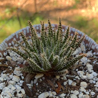 Haworthia-leaved Aloe plant in Sandy, Oregon