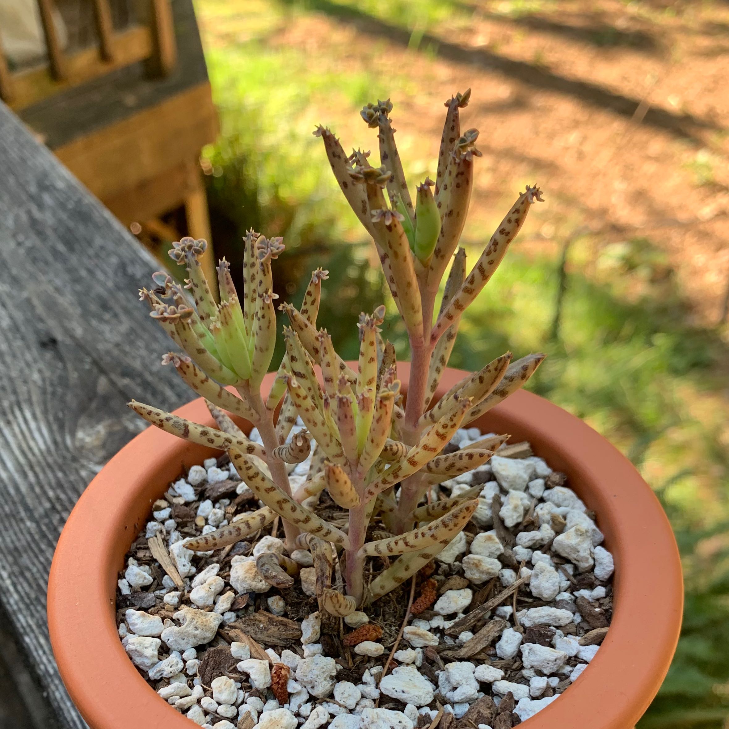 A healthy Mother of Millions succulent plant in a pot, producing many small plantlets on the edges of its pointed leaves.