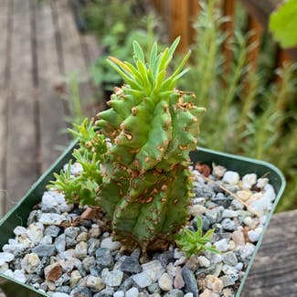 Euphorbia loricata plant in Sandy, Oregon