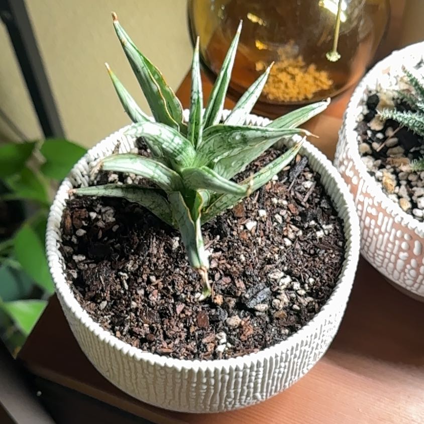 Blue Sansevieria plant in a white pot with visible soil, well-framed and in focus.