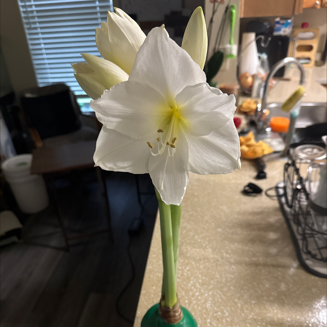 Photo of the plant species Giant Amaryllis by @BrightAgave42 named Morgan Treeman on Greg, the plant care app