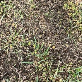 Photo of the plant species Buffalo Grass by @CreativeBibi61 named Lavender on Greg, the plant care app