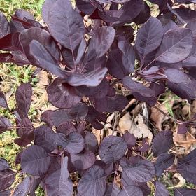 Photo of the plant species Eurasian Smoketree by @CreativeBibi61 named Demi on Greg, the plant care app