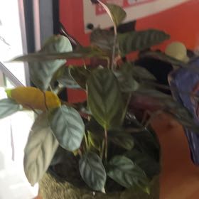 Photo of the plant species Calathea Silver (gray) Star by @TopWeed80 named Surya on Greg, the plant care app