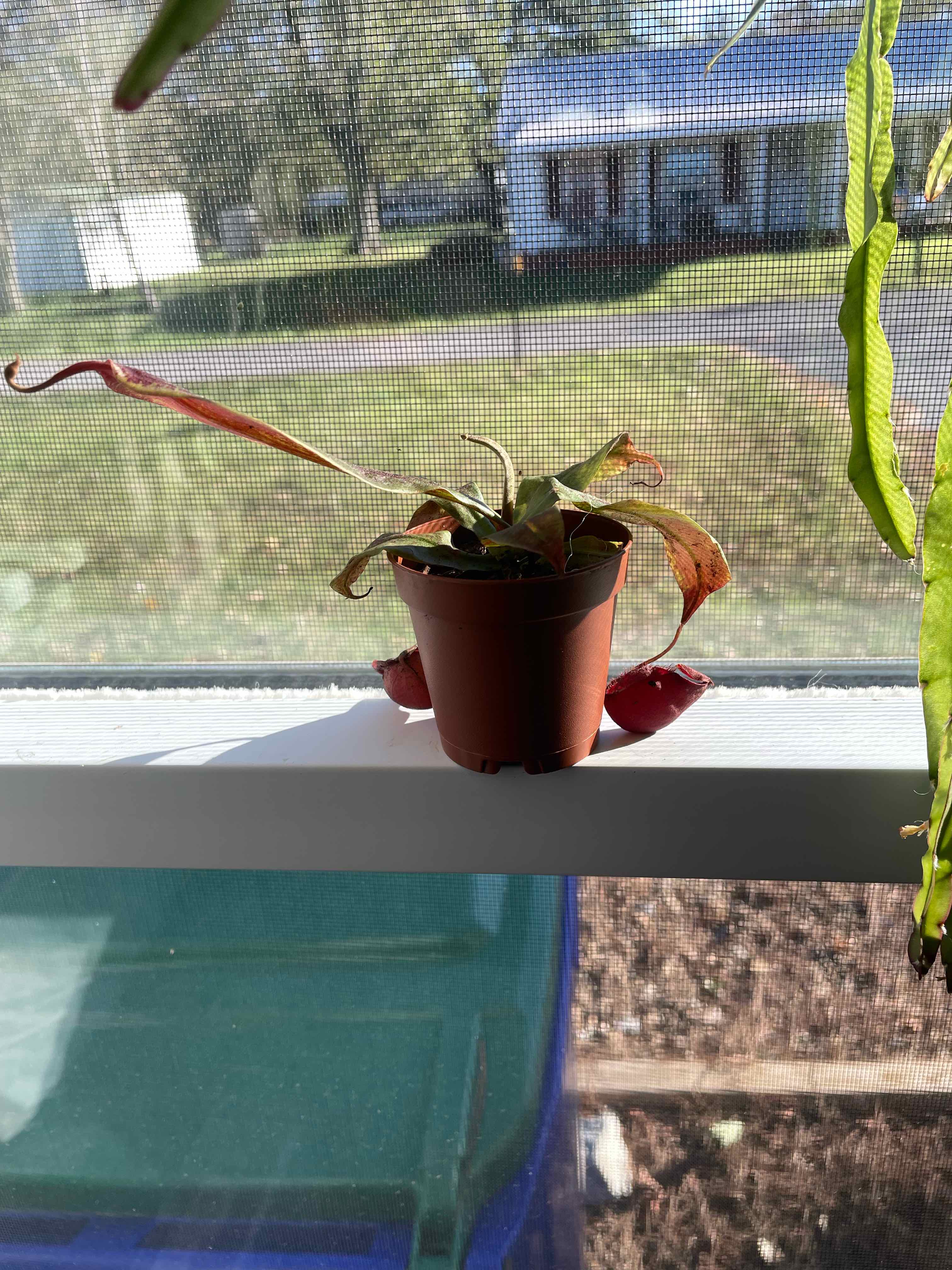 Photo of the plant species Sun Pitcher Plant by @HeirFlaxsilk26 named heliamphora heterodoxa x minor on Greg, the plant care app