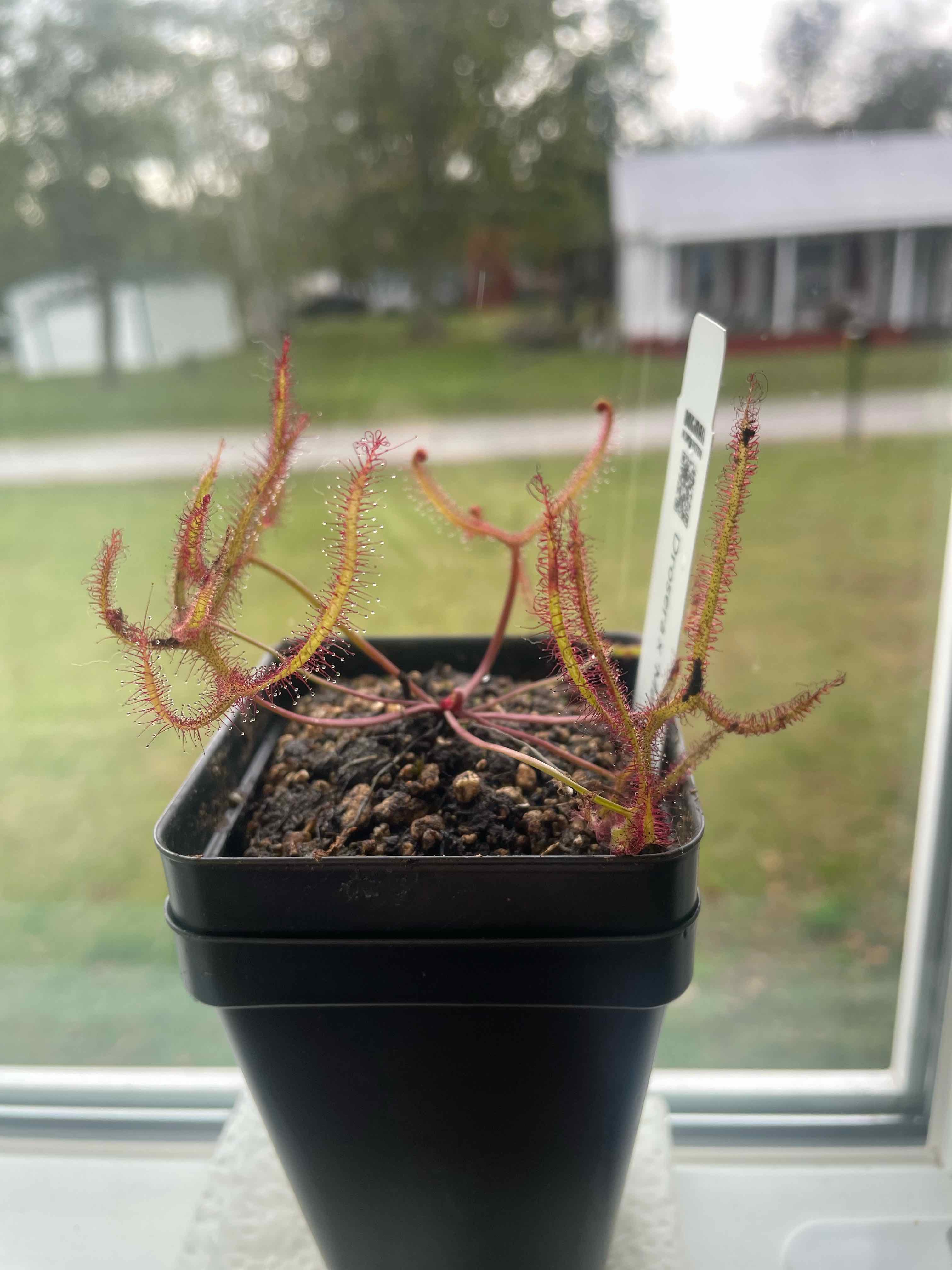 Photo of the plant species Forked Sundew by @HeirFlaxsilk26 named Drosera X Marston Dragon on Greg, the plant care app
