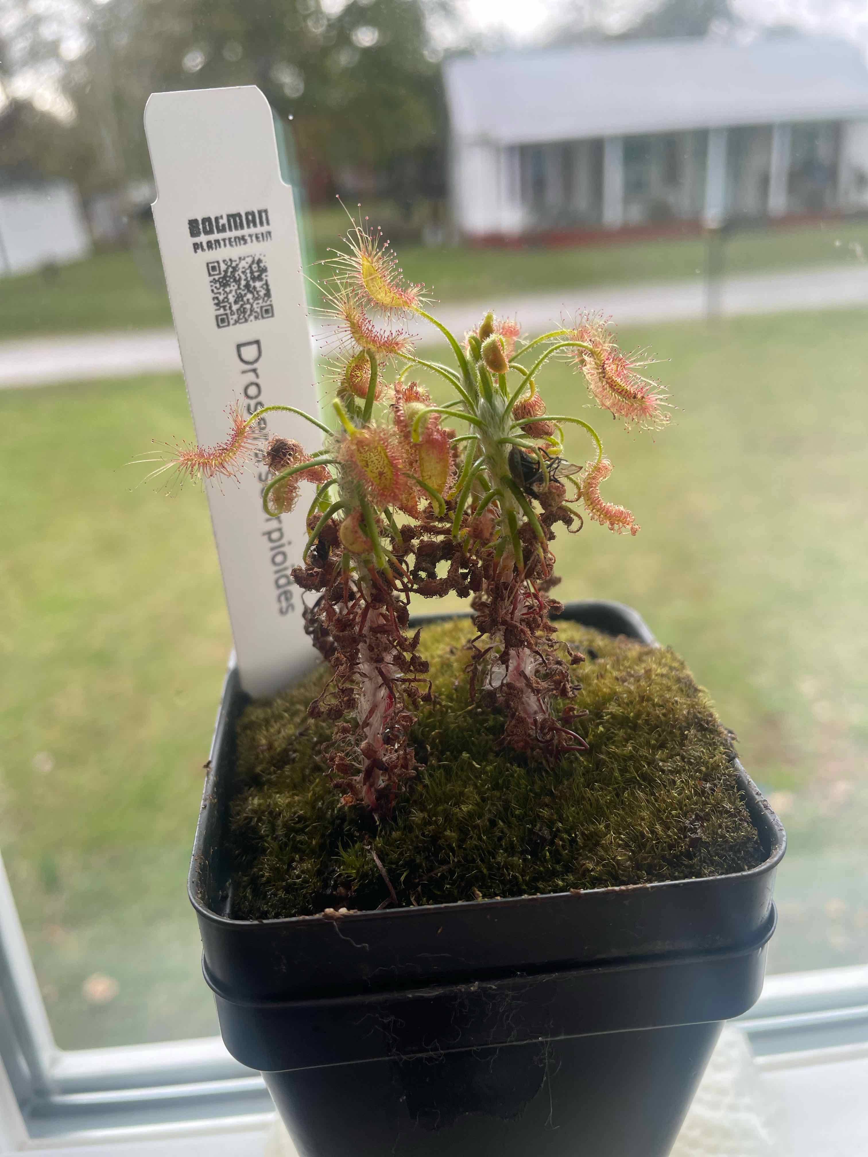 Photo of the plant species Scorpio Sundew by @HeirFlaxsilk26 named Pygmy Sundew on Greg, the plant care app