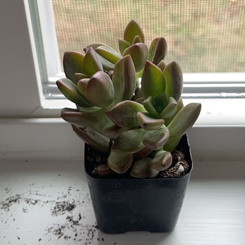 Photo of the plant species Graptosedum 'Alpenglow x Vera Higgins' by @HeirFlaxsilk26 named Apollo on Greg, the plant care app
