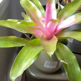 Plant care for Philodendron on Greg, the plant care app