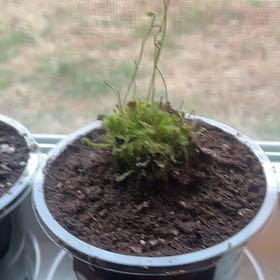 Photo of the plant species Australian Sundew by @HeirFlaxsilk26 named Beyonce on Greg, the plant care app