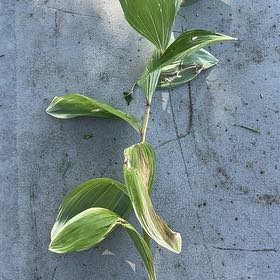 Photo of the plant species Solomon's Seal by @BusySalal42 named Nemo on Greg, the plant care app