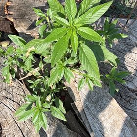 Photo of the plant species Cleome Hassleriana by @BusySalal42 named Kesha on Greg, the plant care app