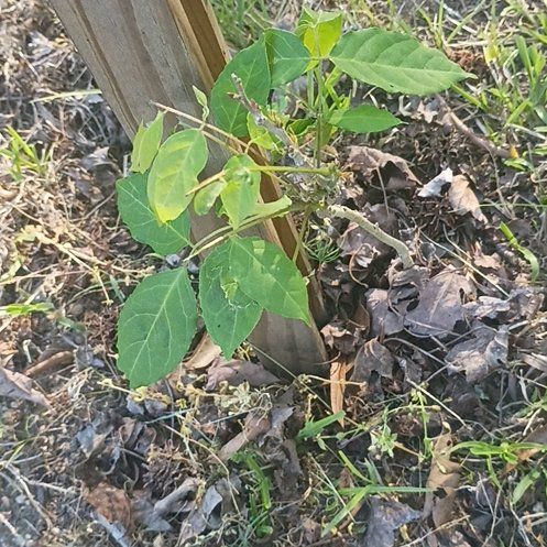 Photo of the plant species American Wisteria by @PoeticRosilla41 named Wisteria on Greg, the plant care app