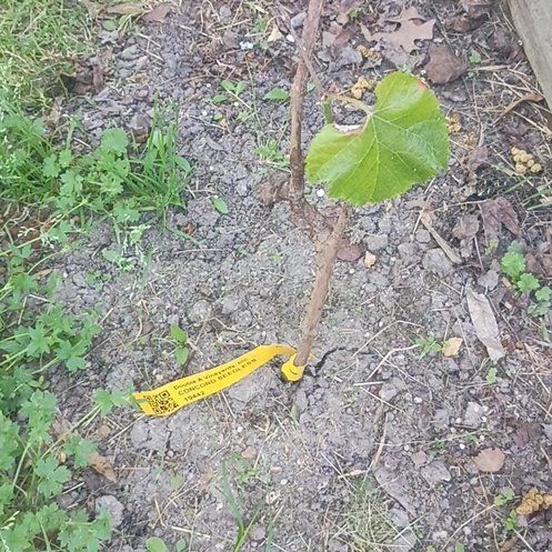 Photo of the plant species Concord Seedless Grapes by @PoeticRosilla41 named Concord on Greg, the plant care app