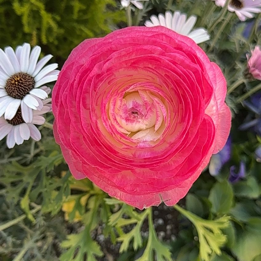 A vibrant Persian Buttercup with a prominent pink flower in a garden setting.