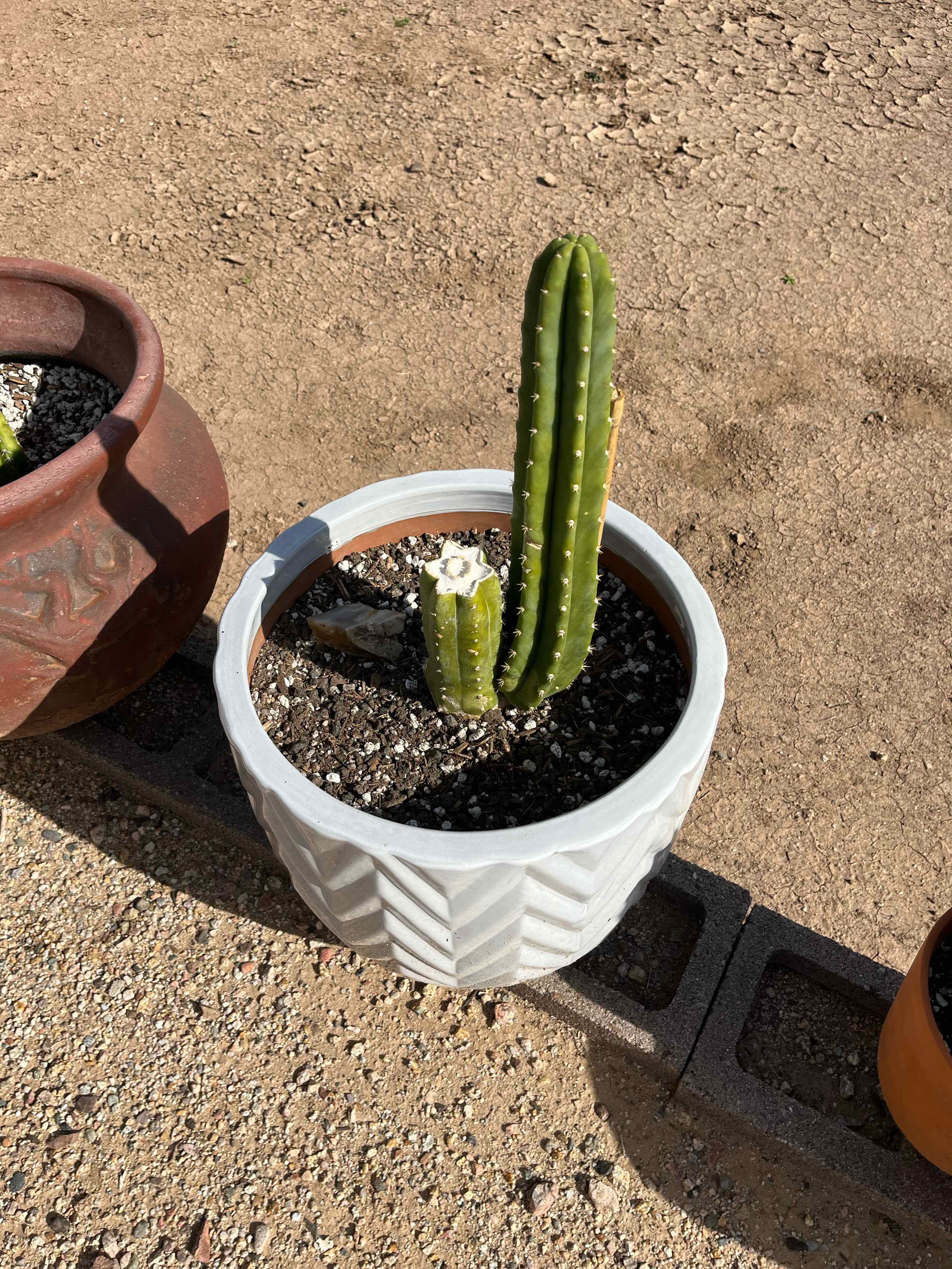Photo of the plant species San Pedro by @KeyAsarina39 named Pacha Uno on Greg, the plant care app