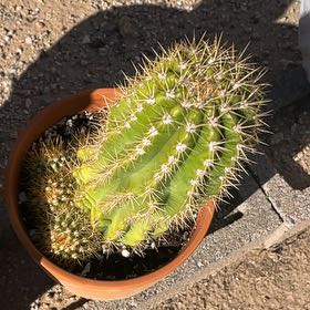 Photo of the plant species Argentine Giant by @KeyAsarina39 named Argentine on Greg, the plant care app