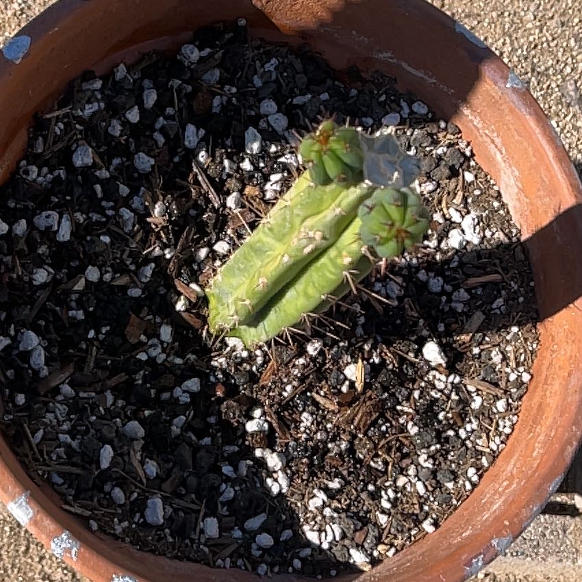 Photo of the plant species Trichocereus macrogonus by @KeyAsarina39 named Pups on Greg, the plant care app