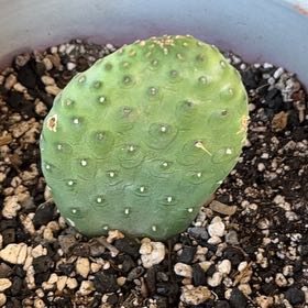 Photo of the plant species Bakersfield Beavertail Cactus by @KeyAsarina39 named Opuntia on Greg, the plant care app