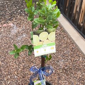 Photo of the plant species Mexican Lime by @KeyAsarina39 named Lime on Greg, the plant care app