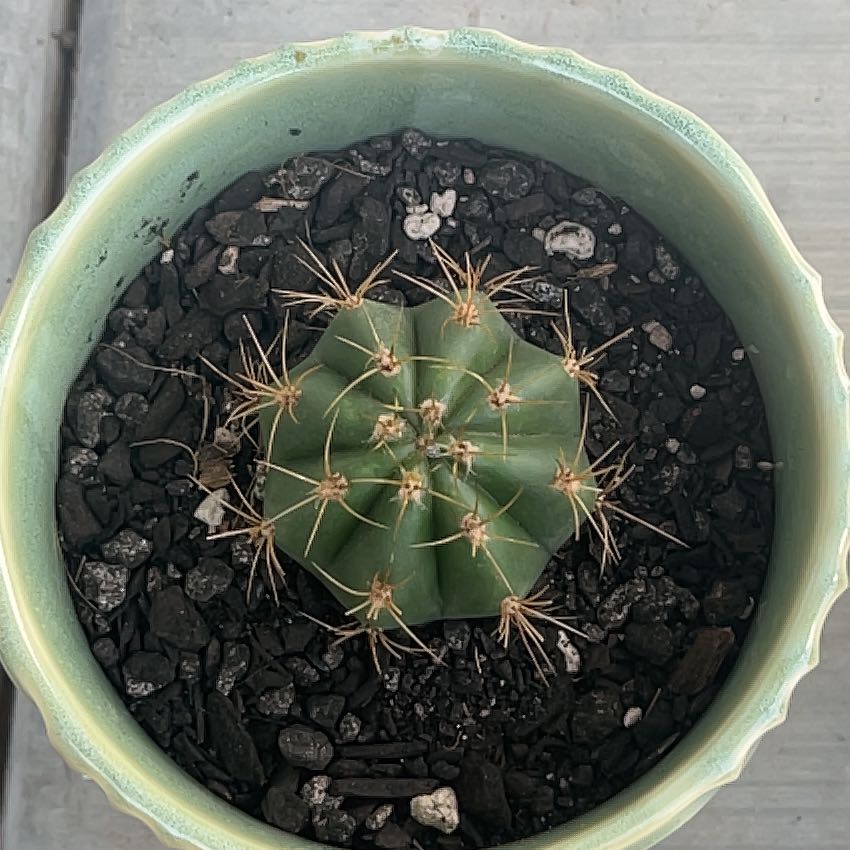 Photo of the plant species Trichocereus terscheckii by @KeyAsarina39 named Terscheckii on Greg, the plant care app