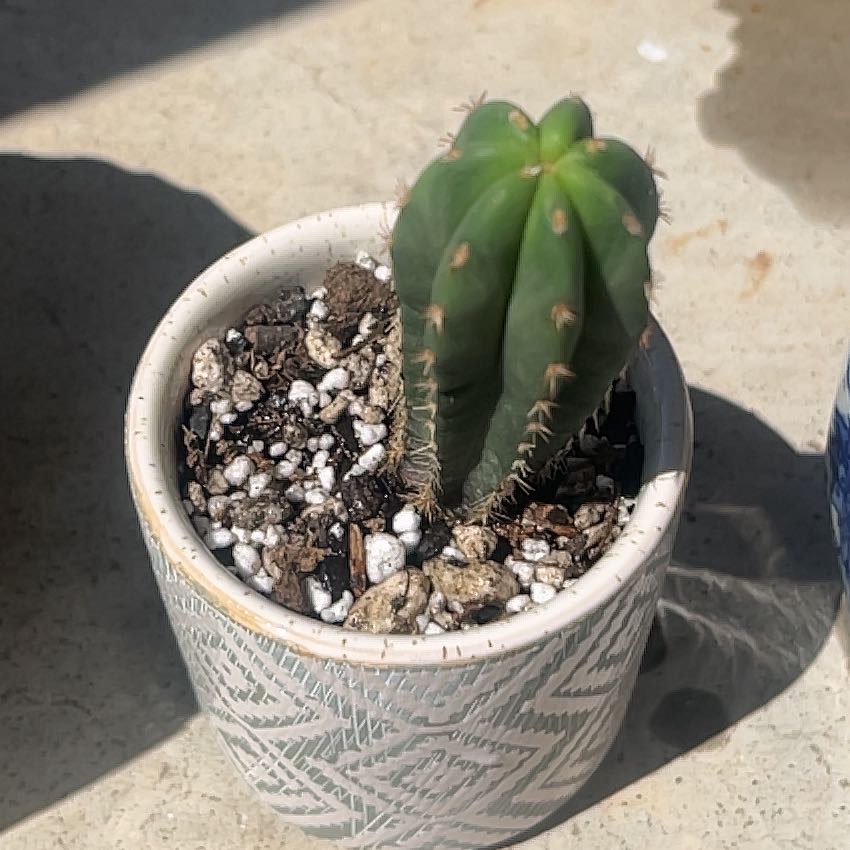 Photo of the plant species Super Pedro Cactus by @KeyAsarina39 named Cola on Greg, the plant care app